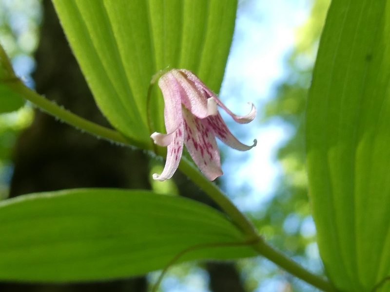 Streptopus lanceolatus, photographed by Bruce Cook