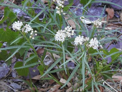 Asclepias angustifolia, photographed by Rachel Stringham