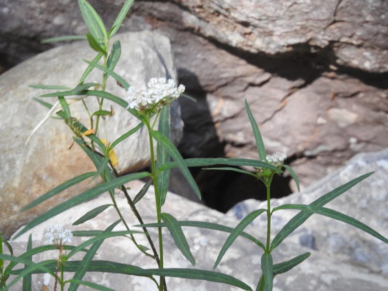 Asclepias angustifolia, photographed by Rachel Stringham