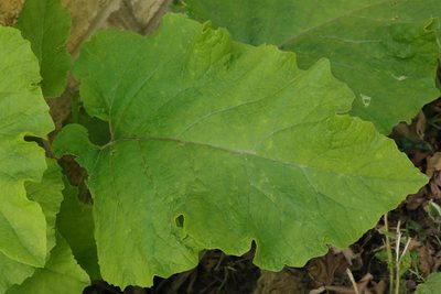 Arctium minus
