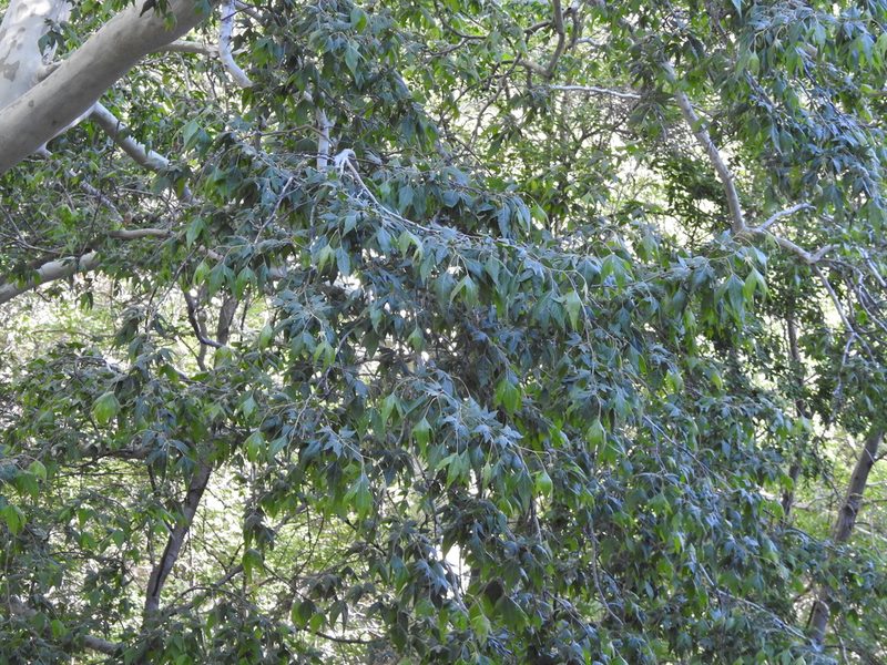 Platanus wrightii, photographed by Rachel Stringham
