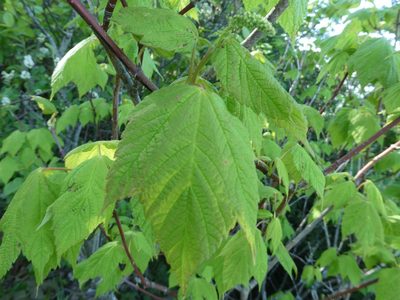 Acer spicatum, photographed by Bruce Cook