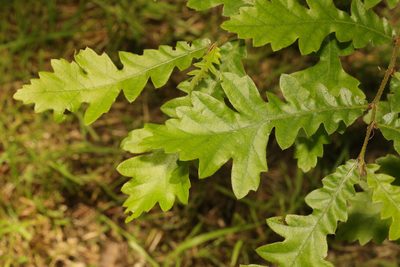 Quercus cerris, photographed by Stephen James McWilliam
