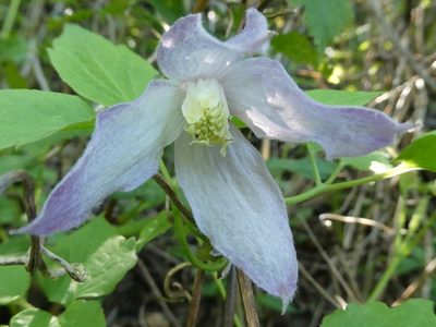 Clematis occidentalis, photographed by Bruce Cook