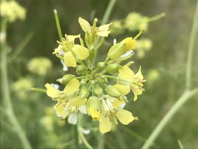 Sisymbrium altissimum, photographed by Cindy Bell