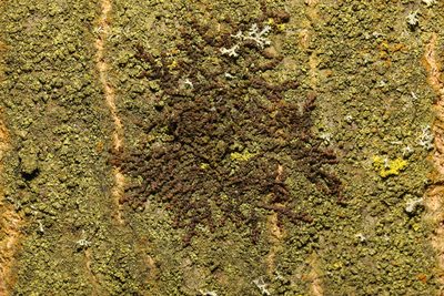 Frullania dilatata, photographed by Stephen James McWilliam