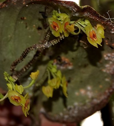 Lepanthes gargantua, photographed by desertnaturalist