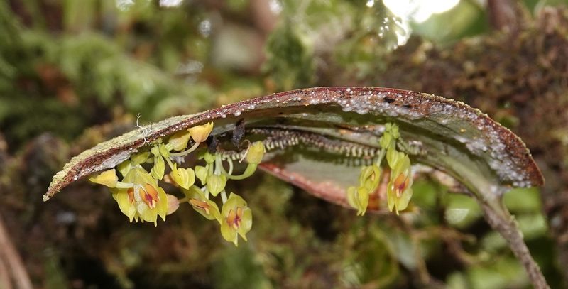 Lepanthes gargantua, photographed by desertnaturalist