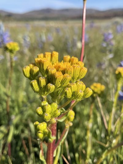 Senecio hydrophiloides, photographed by Matt Berger