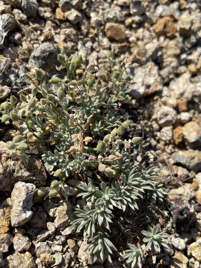 Cusickiella douglasii, photographed by Matt Berger