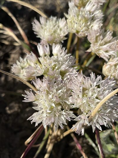 Allium lemmonii, photographed by Matt Berger