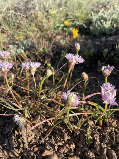 Allium lemmonii, photographed by Matt Berger