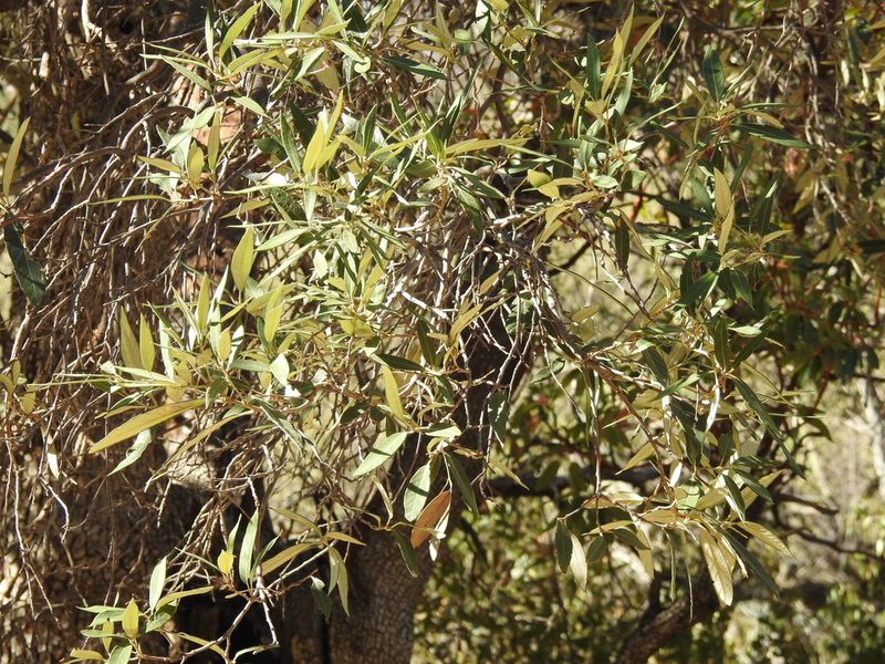 Quercus hypoleucoides, photographed by Rachel Stringham