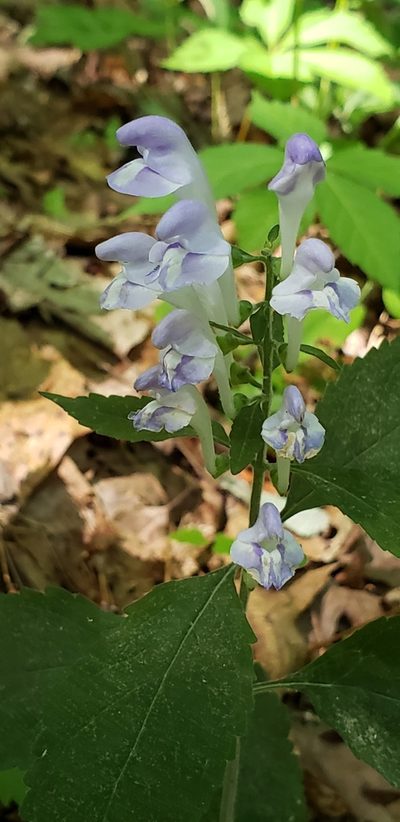 Scutellaria montana, photographed by Stephan Eselgroth