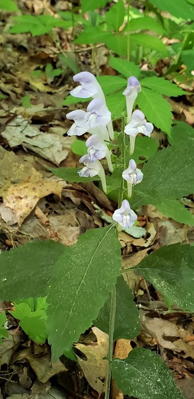 Scutellaria montana, photographed by Stephan Eselgroth