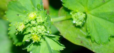 Alchemilla filicaulis, photographed by Георгий Виноградов (Georgy Vinogradov)