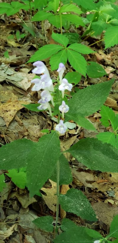 Scutellaria montana, photographed by Stephan Eselgroth