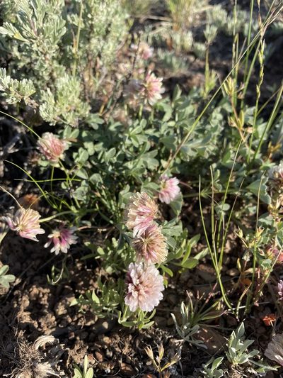 Trifolium lemmonii, photographed by Matt Berger
