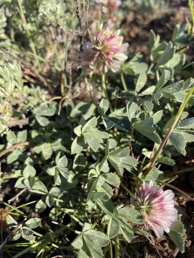 Trifolium lemmonii, photographed by Matt Berger