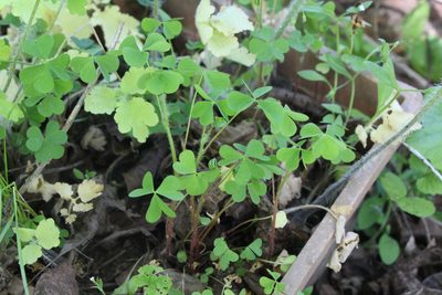 Oxalis stricta, photographed by Liubov Ilminska