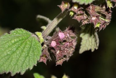 Ballota nigra, photographed by Andrew Skotnicki