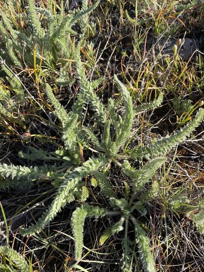 Potentilla sericoleuca, photographed by Matt Berger