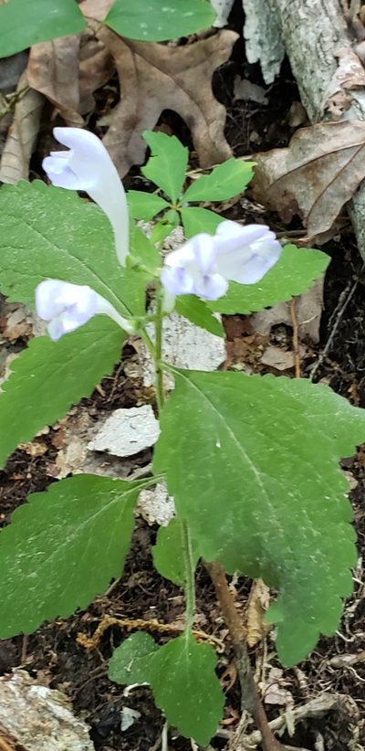 Scutellaria montana, photographed by Stephan Eselgroth