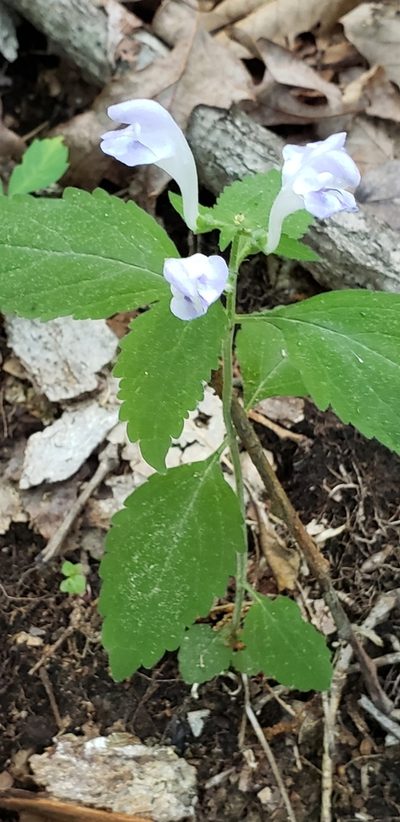 Scutellaria montana, photographed by Stephan Eselgroth