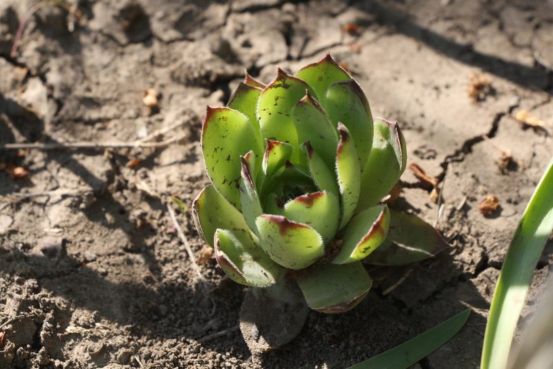 Sempervivum ruthenicum, photographed by Liubov Ilminska