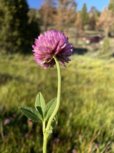 Trifolium beckwithii, photographed by Matt Berger