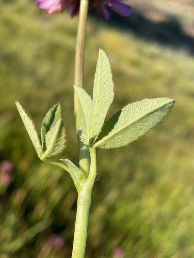Trifolium beckwithii, photographed by Matt Berger