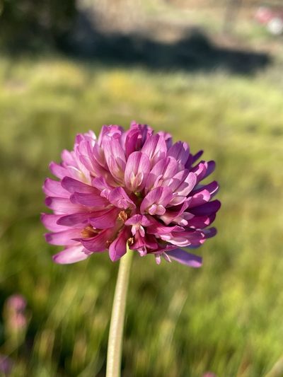 Trifolium beckwithii, photographed by Matt Berger
