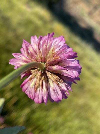 Trifolium beckwithii, photographed by Matt Berger