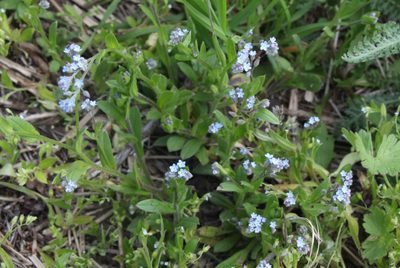 Myosotis arvensis, photographed by Liubov Ilminska