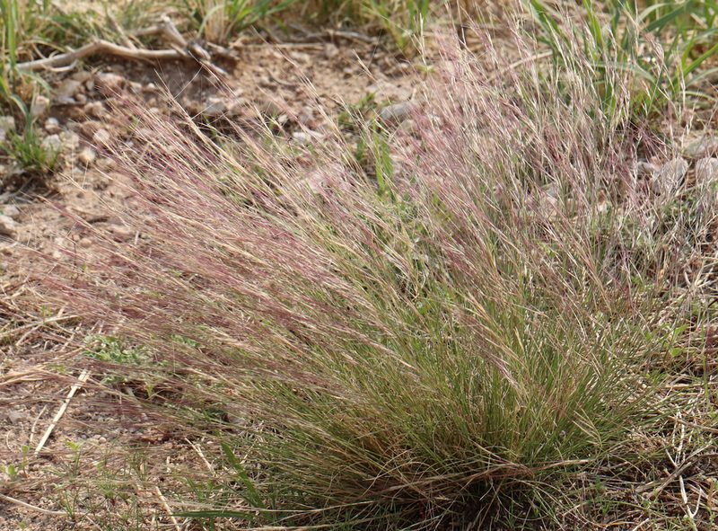 Aristida purpurea, photographed by Catherine C. Galley