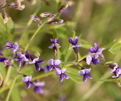 Pediomelum tenuiflorum, photographed by Catherine C. Galley