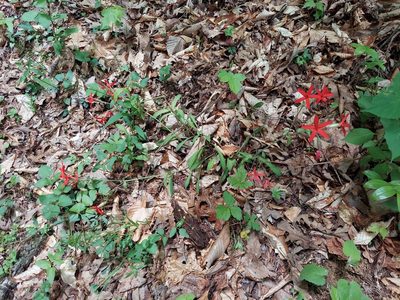 Silene virginica, photographed by Derek Hennen