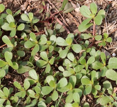 Portulaca oleracea, photographed by Catherine C. Galley
