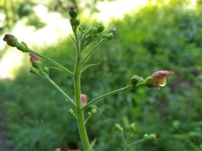 Scrophularia californica, photographed by Jonathan Curley