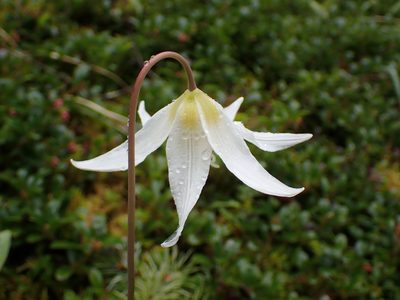 Erythronium oregonum, photographed by Julia Carr