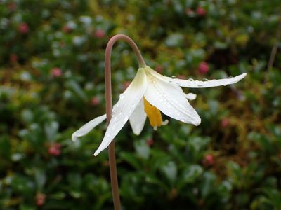 Erythronium oregonum, photographed by Julia Carr