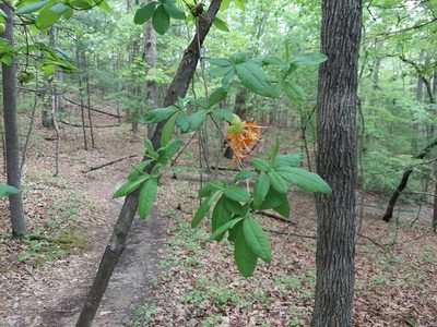 Rhododendron calendulaceum, photographed by Derek Hennen