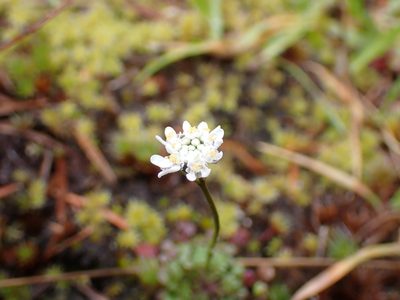 Teesdalia nudicaulis, photographed by Julia Carr