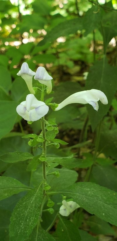 Scutellaria montana, photographed by Stephan Eselgroth