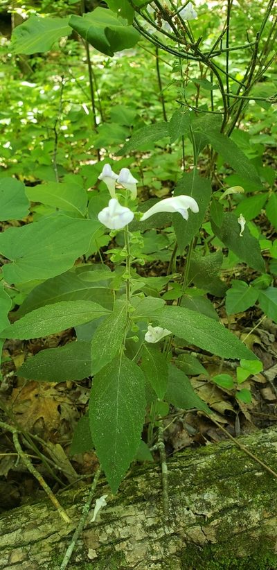 Scutellaria montana, photographed by Stephan Eselgroth