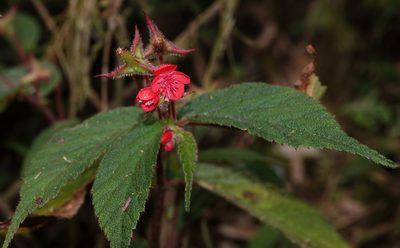 Begonia urticae, photographed by desertnaturalist