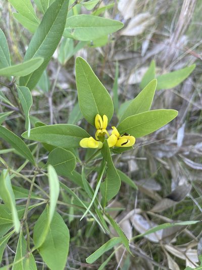 Baptisia lanceolata, photographed by Brandon Corder