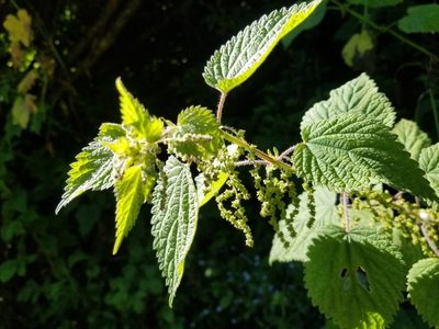 Urtica gracilis, photographed by Jonathan Curley