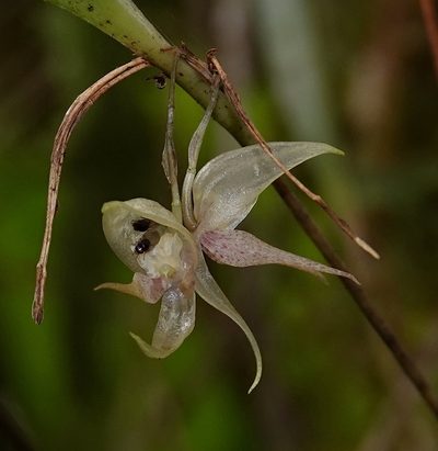 Pleurothallis pulvinaris, photographed by desertnaturalist