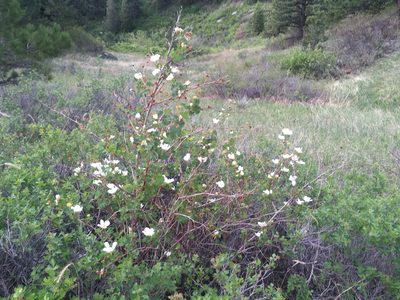 Rubus deliciosus, photographed by Shalana Gray